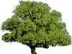 Eiche
